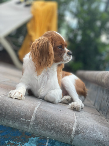 Cavalier King Charles Spaniel – purebred King Charles - male