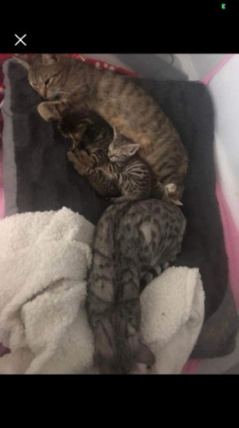 Bengal – bengal kittens 2 left