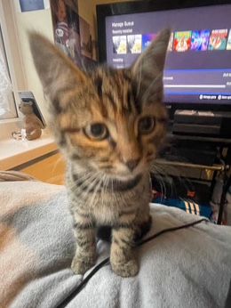 Russian White, Black and Tabby – tabby kitten