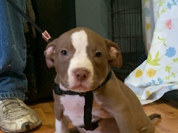 American Bulldog – 2 female 1 male American bullies Xl