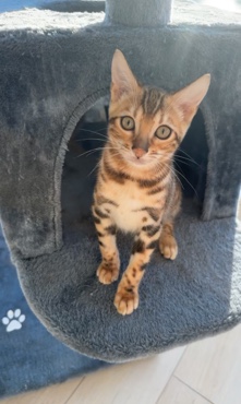 Bengal – female bengal