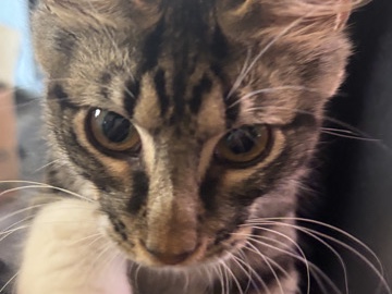 American Shorthair – (White fang)Bonded American Shorthair Kittens – Indoor & Child Friendly – Seagraves