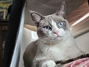 Snowshoe – Astro – Ogden