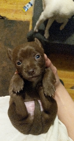 Chihuahua – jack Russell terrier an Chihuahua puppies