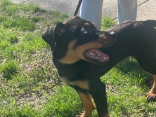 Rottweiler – Rottweiler puppy – Annapolis