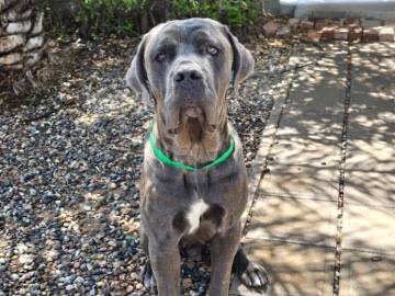 Cane Corso – Stunning 1-Year-Old Cane Corso – Well-Trained and Friendly – Queen Creek