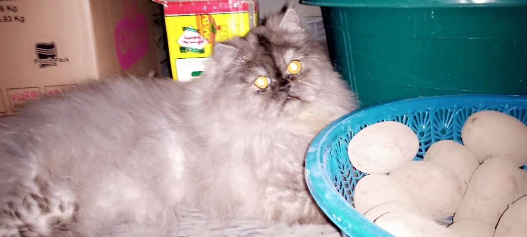 Persian (Modern) – Persian cat pair for urgent sale female doll face