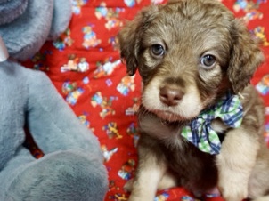 Poodle – Poodle mix baby boy looking for forever home – Sugar Land