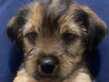 Yorkshire Terrier – yorkie puppy – Philadelphia