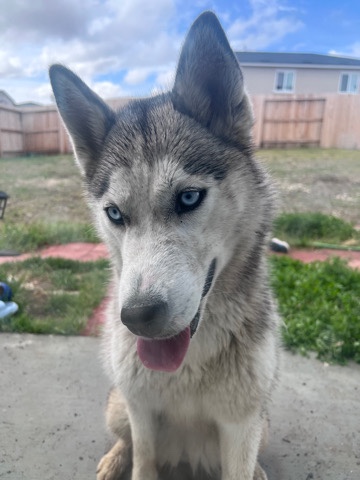 Husky for Rehoming