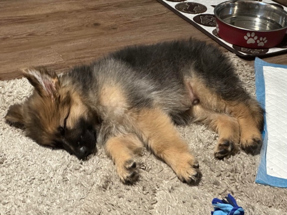 German Shepherd – German Shepherd puppy – Indianapolis
