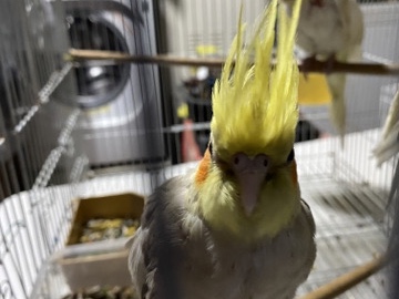 Cockatiel – cacatua – El Monte