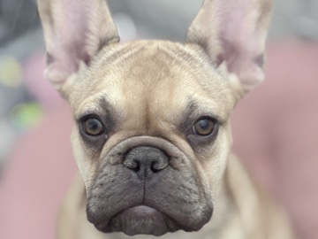French Bulldog - female frenchie  available for adoption in Phoenix