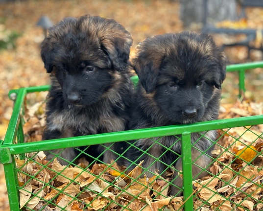 German Shepherd – German Shepherd Puppies!