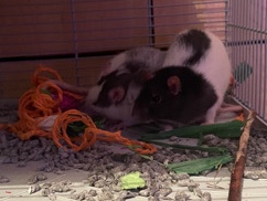 Rat – 2 male rats (cage included) – Barnstaple