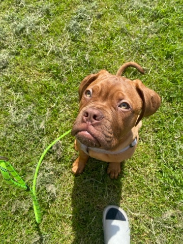 Dogue de Bordeaux – Dogue de Bordeaux (Otis)