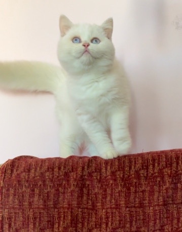British Shorthair – british chocolate bicolor kittens