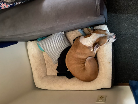 Jack Russell Terrier – Dixie