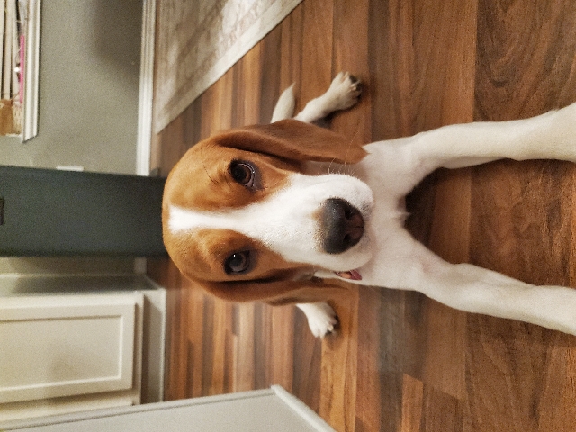Beagle – coco