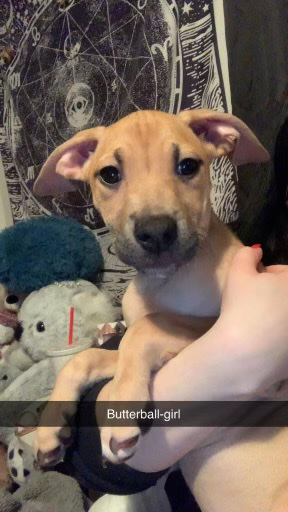 Rehoming German Shepherd/Pitbull Mix (6)