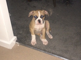 Olde English Bulldogge – Old time bulldog