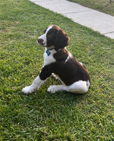 dog for sell for $500 