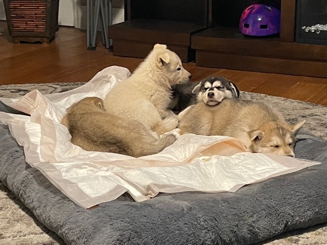 Siberian Husky – IN NEED OF A HOME German Shepard Siberian Husky mix