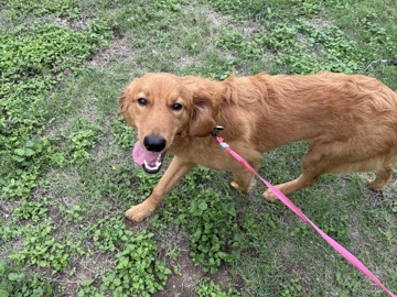 Goldendoodle – 8-Month-Old Goldendoodle for Rehoming in San Antonio – San Antonio
