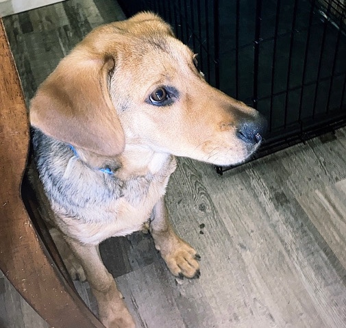 German Shepard / Lab