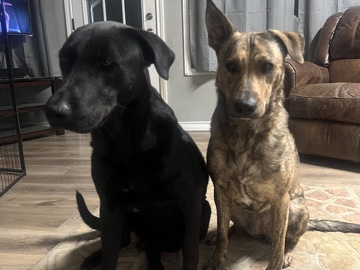 Labrador Retriever – Rescue Placement Request – Bonnie & Clyde – San Antonio