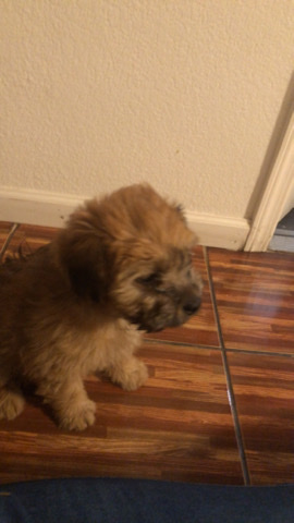 Šarplaninac – Male puppy!