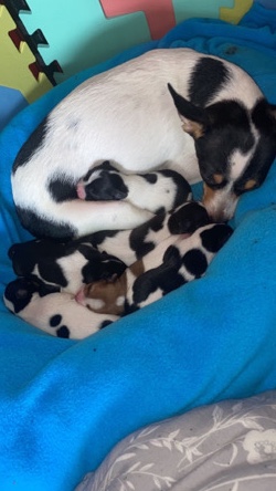 Jack Russell Terrier – jack Russell puppies