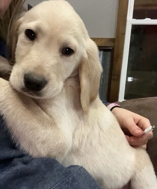 Labrador Retriever – Navy!