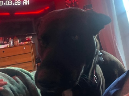 German Shepherd – re home Hansel