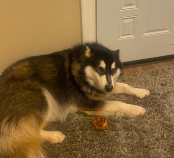 Alaskan Malamute – Loving Trained Malamute needs to be Rehomed