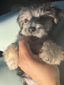 Mixed Breed – female shorky