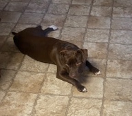 American Pit Bull Terrier – New Home 4 Mocha