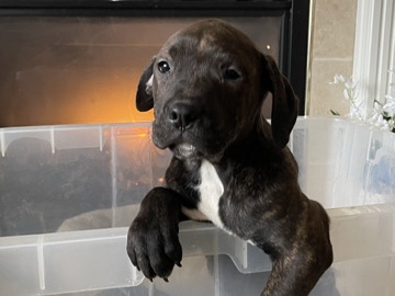American Pit Bull Terrier – 3 pitbull puppy’s – Detroit