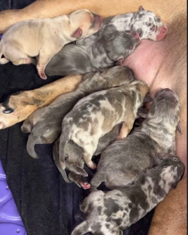 American Bulldog – American Bully Puppies