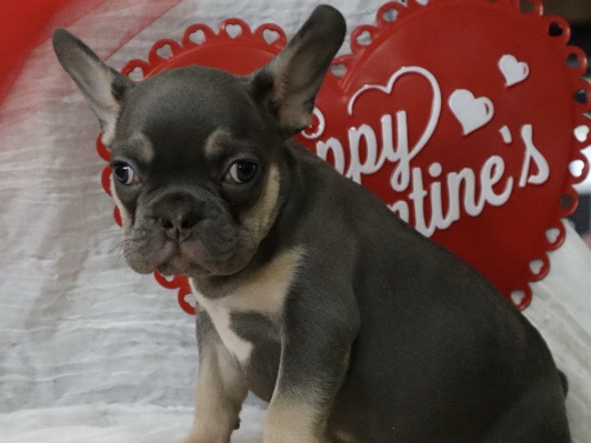 French Bulldog β Premium Frenchie β Lancaster