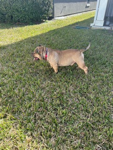 American Bulldog – Drecco Needs a Home