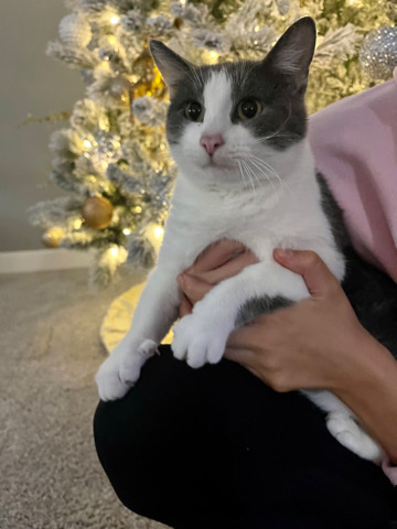 Free Cat