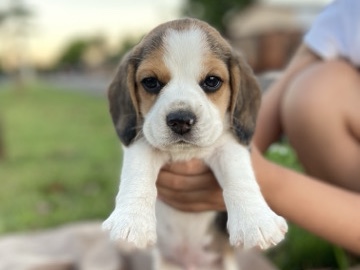 Beagle – Filhotes Beagle’s – Deodápolis