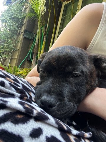 Old German Shepherd Dog – German shepherd pitbull  mix