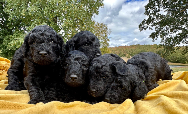 Poodle – standard poodle