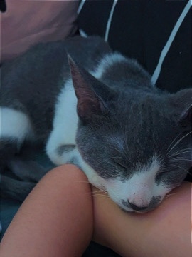American Shorthair – can’t keep him