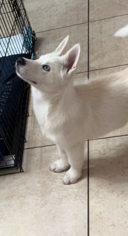 Siberian Husky – Husky looking for a new home