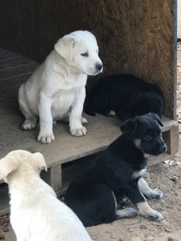 Husky Mix Puppies