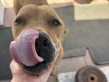 American Pit Bull Terrier – Rehome Kilo – Norwalk