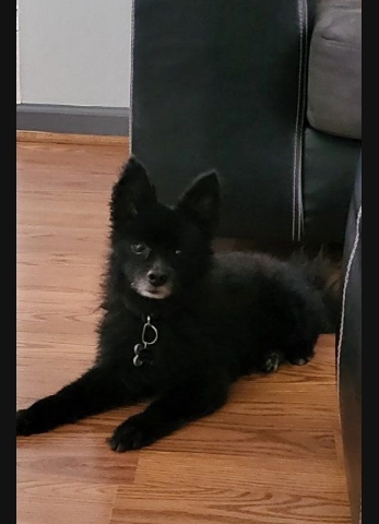 Pomeranian – looking to rehome my dog